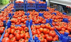 Türkiye Domates İhracatında Rekor Artış Gösterdi