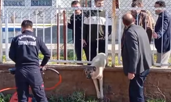 Şanlıurfa’da köpeğin imdadına itfaiye yetişti