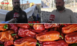 İsotun Memleketinde Biber Krizi: Şanlıurfa’da Fiyatlar Gündem Oldu