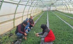 Zeytinde köklendirme başarısı için kritik adım: Şanlıurfa’da teknik mesai