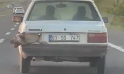 Şanlıurfa’da bir ilginç olay: Stop lambası değil köpek kafası!