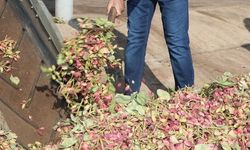 Türkiye’nin Fıstık Üssü Şanlıurfa’ya 10 Bin Tonluk Dev Yatırım Geliyor