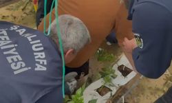 Şanlıurfa’da Serada Çalışan İşçinin Bacağına Demir Saplandı