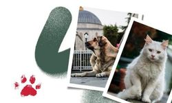 Şanlıurfa Barosu’ndan Sokak Hayvanları İçin Çağrı