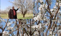 Şanlıurfa Badem Üretiminde Zirveye Yaklaşıyor!