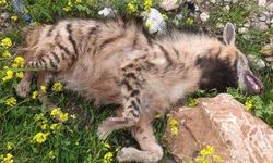 Şanlıurfa Birecik’te Çizgili Anadolu Sırtlanı Araç Çarpmasıyla Telef Oldu!