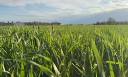 Tarım Girdi Fiyatları Şubat Ayında Yükselişini Sürdürdü