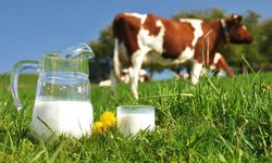 Şubat Ayında İnek Sütü Toplama Miktarı Geriledi