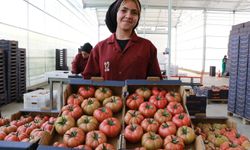 Akçakale’de iyi tarım uygulaması hasadı verdi: İstihdamda yeni kan