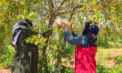 Şanlıurfa’da Nar Bahçeleri Mercek Altına Alındı