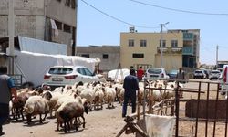Şanlıurfa Büyükşehir’den Kurban Bayramı Öncesi Yoğun İlaçlama Çalışması