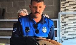 Eyyübiye belediyesi Zabıta ekipleri denetimlere devam ediyor