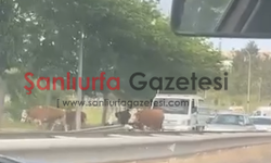 Şanlıurfa’da Ahırdan Kaçan İnekler Trafiği Kilitledi