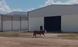 Şanlıurfa’da Kurbanlık İnek Ortalığı Karıştırdı