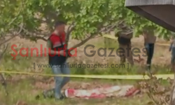 Şanlıurfa’da devrilen traktörün altında kalan çiftçi hayatını kaybetti