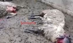 Şanlıurfa'da Ahıra Giren Kurt Paniğe Neden Oldu: 2 Koyun Telef Oldu