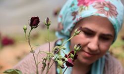Şanlıurfa'nın 'Kara elması' için hasat zamanı
