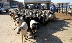Satılamayan kurbanlara ne olacak? Bakan Yumaklı açıkladı, İşte detayları