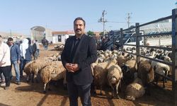 Şanlıurfa Hayvan Pazarında Kurbanlık Yoğunluğu Başladı