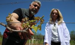 Şanlıurfalı üreticiler için kritik adım geldi: Kayıplara son
