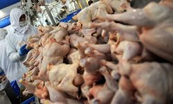 Tavuk Eti Üretiminde Mart Ayında Dikkat Çeken Artış