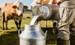 Türkiye’de Süt Üretiminde Mart Ayı Hareketliliği!