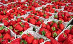 Türkiye’nin Çilek İhracatında Rekor Değer Artışı