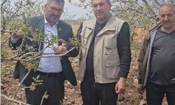Faruk Akbaş: “Dolu Zararı Büyüyebilir, Fıstık Üreticisi Desteklenmeli”