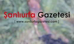 Akçakale’de sınır hattı boş arazide erkek cesedi bulundu