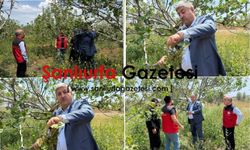 Şanlıurfa’da Ziraat odası sahaya indi hasar tespiti başladı