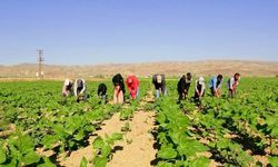 Şanlıurfa’da Mevsimlik Tarım Çocukları Eğitimsiz Kalmayacak