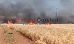 Şanlıurfa'da 300 Dönüm Buğday Tarlası Yangında Kül Oldu