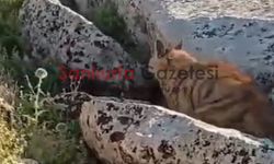 Şanlıurfa’da Nadir Görülen Çizgili Sırtlan Kameralara Yansıdı