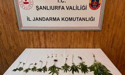 Şanlıurfa’da Kenevir Operasyonu: 20 Kök Ele Geçirildi