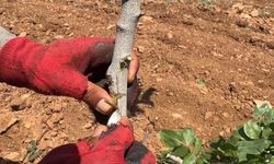 Şanlıurfa'da fıstık üretiminde yeni dönem; Kök güçlenecek, rekolte artacak