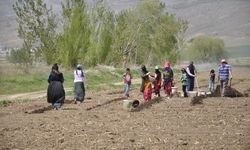 Şanlıurfalı Mevsimlik İşçilerin Erzincan'daki Zorlu Geçim Mücadelesi