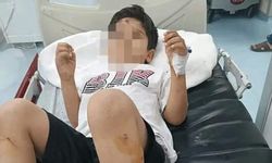 Şanlıurfa Viranşehir’de başıboş köpek krizi: Bakanlık müfettiş görevlendirdi