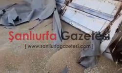 Şanlıurfa’da Buğday Yüklü Kamyon Devrildi! Sürücü Yaralandı