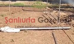 Şanlıurfa’da Buğday Tarlasında Yangın: 50 Dönüm Alan Zarar Gördü