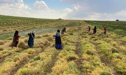 Şanlıurfa’da bereket hasadı; Kırmızı altın ‘Sulu Tarım" etkisi yarattı!