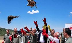 Şanlıurfa’da Yaralı Olarak Bulundular, Sağlıklarına Kavuşup Doğaya Döndüler