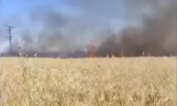 Şanlıurfa’da Buğday Tarlası Alev Alev Yandı: Ekipler Seferber Oldu