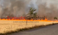 Şanlıurfa’da Buğday Tarlasında Yangın: Onlarca Dönüm Kül Oldu