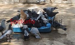 Şanlıurfa’da İlginç Görüntüler! Güvercinler Havuzlarda Serinledi