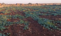 Şanlıurfa’da Viranşehir Mangosu Hasadı Başladı!