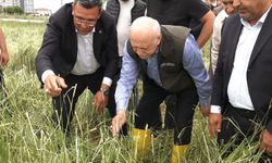 Şanlıurfa'dan Ankara'ya Afet Zinciri: Tarım Arazileri Büyük Darbe Aldı
