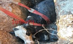 Şanlıurfa’da İnek Rögar Çukuruna Düştü: İtfaiye Ekipleri Kurtardı