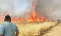 Şanlıurfa’da Buğday Tarlasında Yangın: 50 Dönüm Alan Kül Oldu