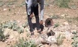 Şanlıurfa’da koruma altındaydı: Kötü haberi geldi!