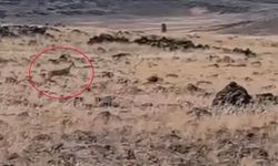 Şanlıurfa'da Doğanın En Özel Misafirleri Yeniden Ortaya Çıktı